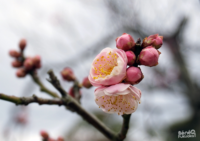 Pruniers, parc Maizuru, Fukuoka