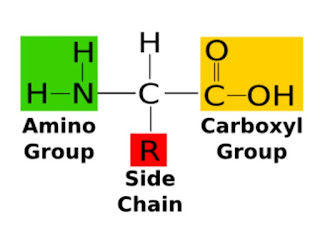 Basic structure of amino acid