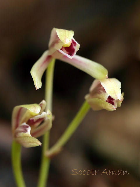 Cymbidium macrorhizon