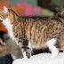 Warsaw Cat show 2014.01.11-12