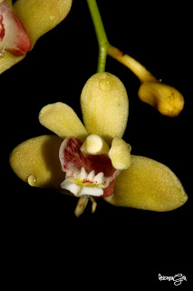 Orchid : Epigeneium dempoense