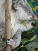 . of the joeys (baby koalas) housed at the zoo. (koalababy )