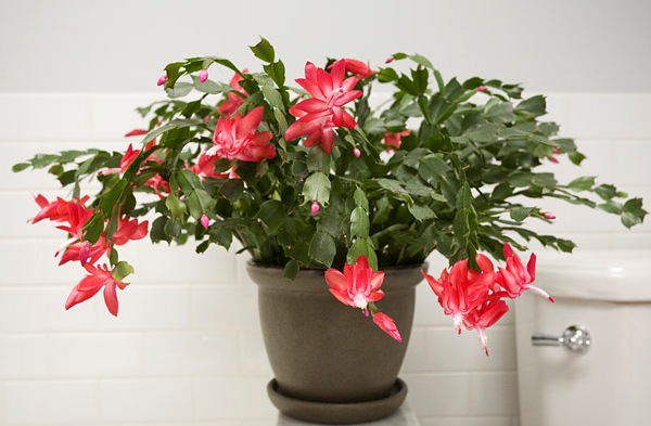 Indoor Flowers Indoor Flowers