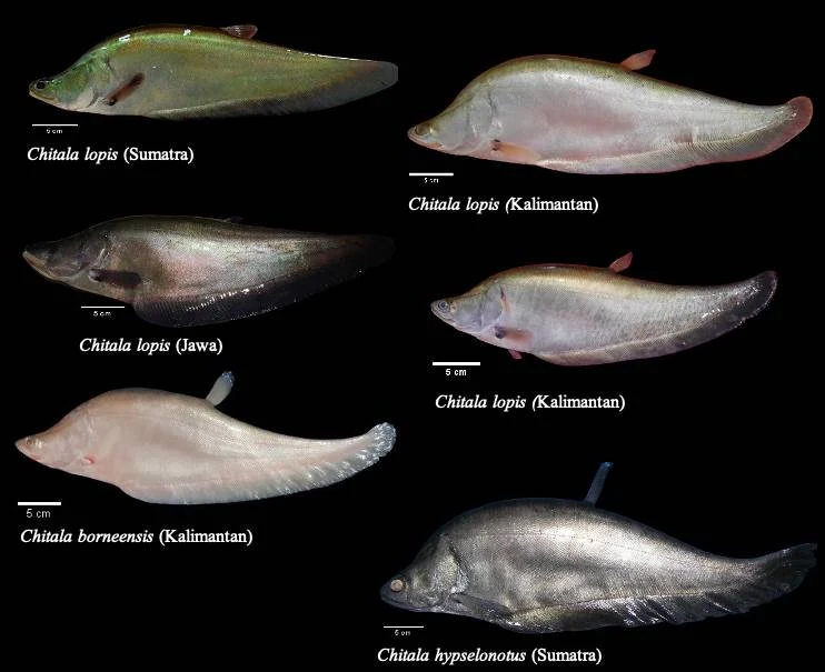 Chitala lopis fish rediscovery, the Giant featherback fish of Java, Indonesia