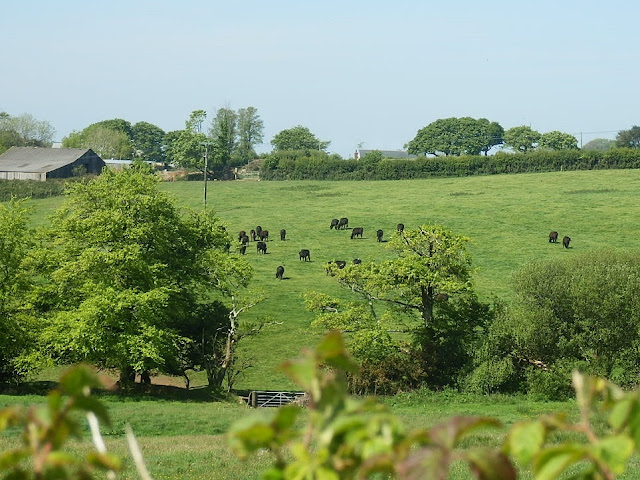 Cornwall's green countryside