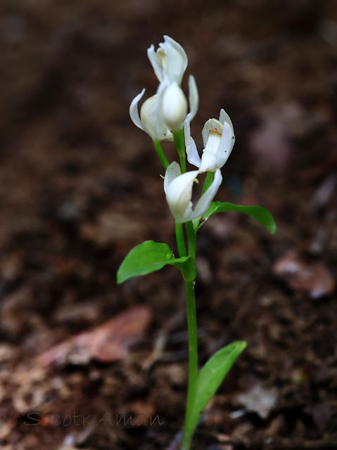 Cephalanthera erecta