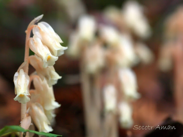 Monotropa hypopithys