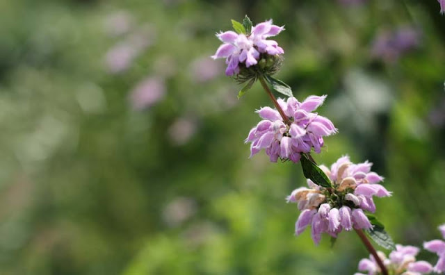 Jerusalem Sage Flowers