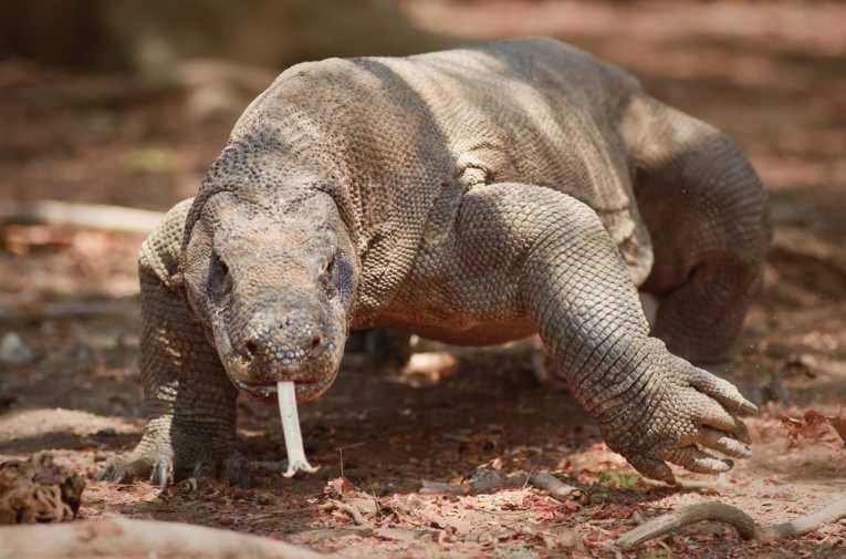 pulau-komodo