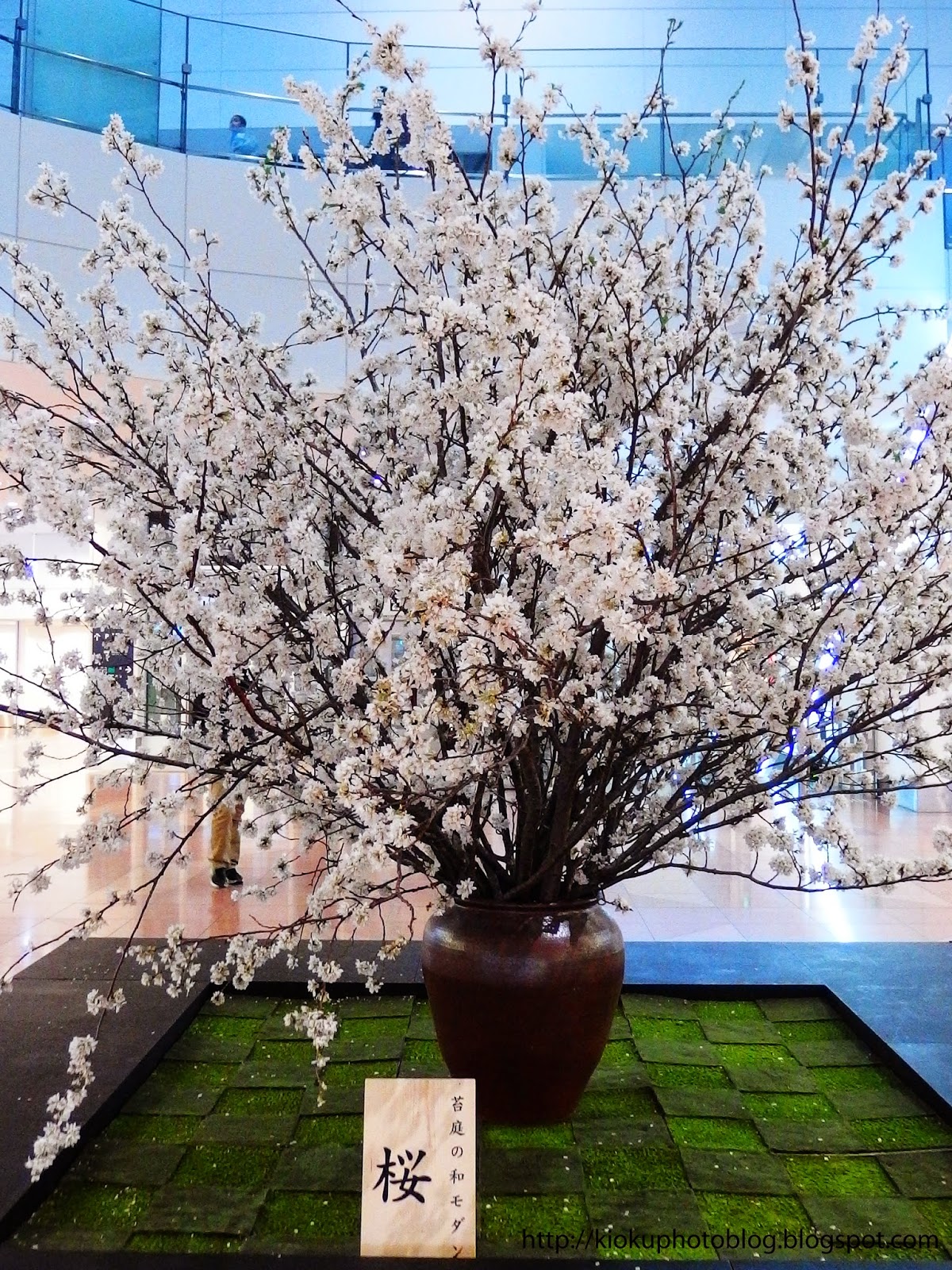 記憶写真blog ツボ桜の生け花