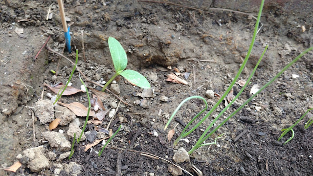 Cucumber and Onion Seedlings