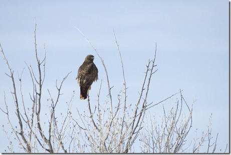 20110310_birding_800p_4307