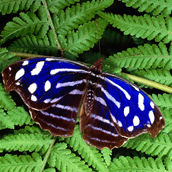 Butterfly Wallpapers, gambar kupu-kupu