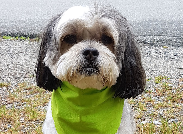 A close up of a senior Shih Tzu in a green bandana sitting on some gravel