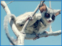 Lemur Microcebus murinus images