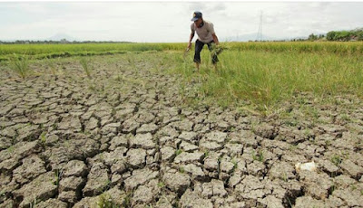 WARGA ACEH GELAR SALAT BERSAMA DI SAWAH MEMINTA HUJAN