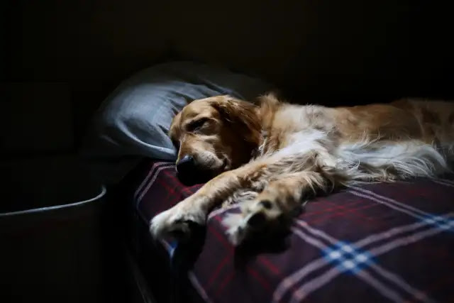 Beating the Heat: The Ultimate Guide to Cooling Down Your Dog at Night
