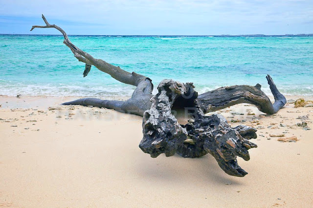 Lady Musgrave Island