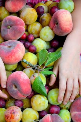 Sommerfrüchte wie Pfirsiche und Ringlotten liegen auf einem bunten Haufen durcheinander.