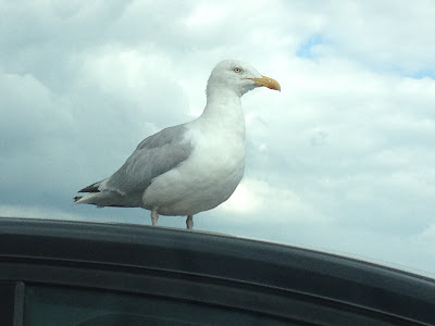 seagull