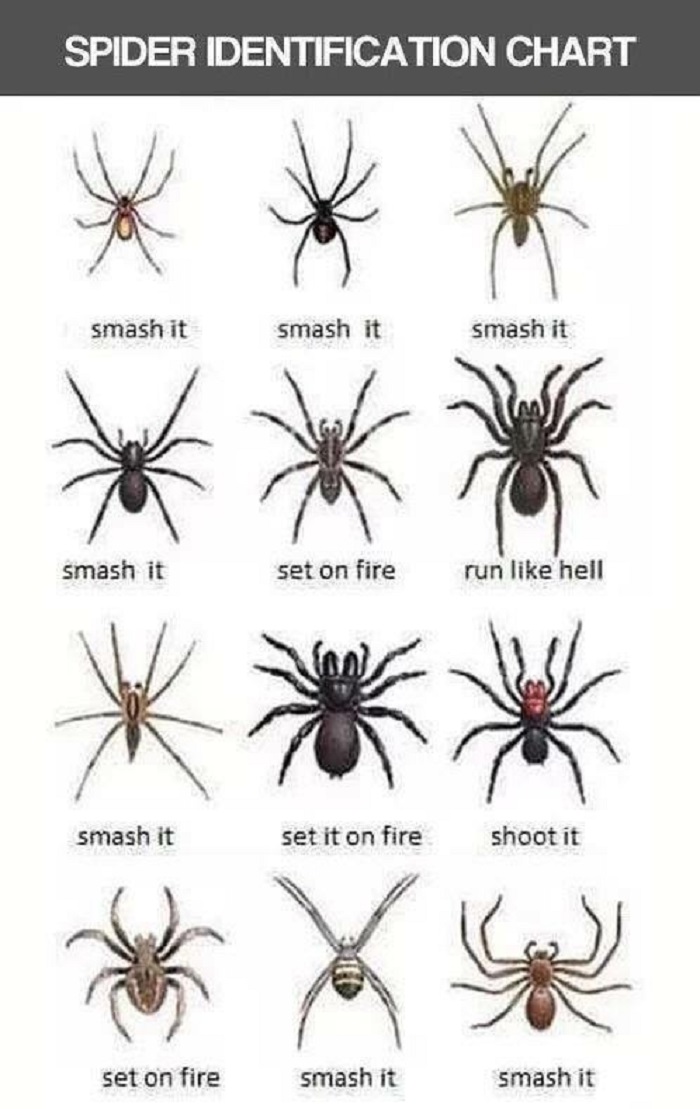 Spider identification chart smash it