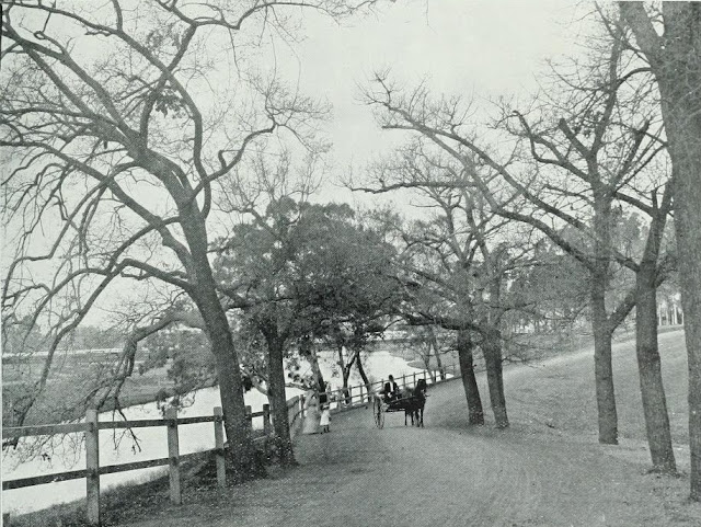 Oak Avenue and River Scene, Parramatta Park NSW c.1910