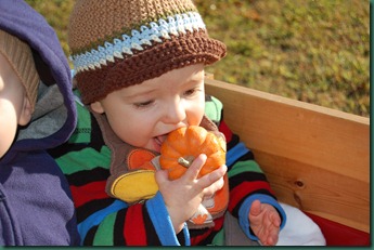 eli pumpkin eli pumpkin