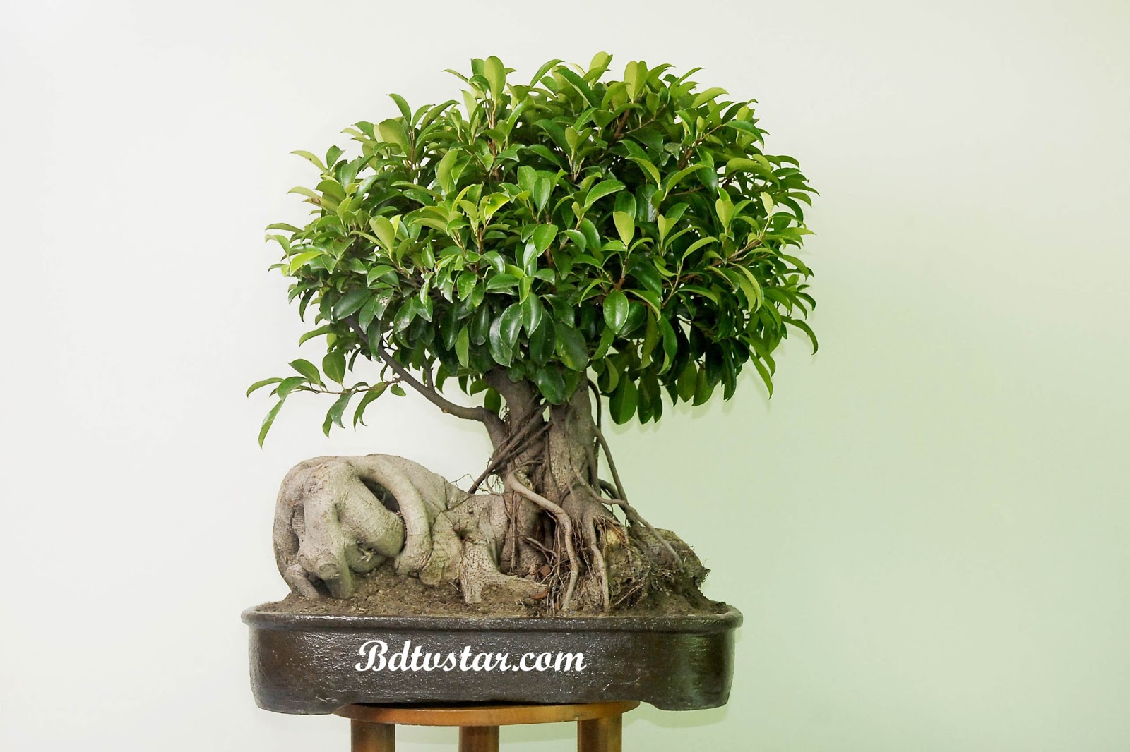 bonsai tree photos