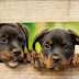 The Rottweiler  Historical Facts 