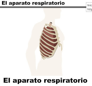 http://www.ceiploreto.es/sugerencias/animaciones/ciencias/aparespi.swf