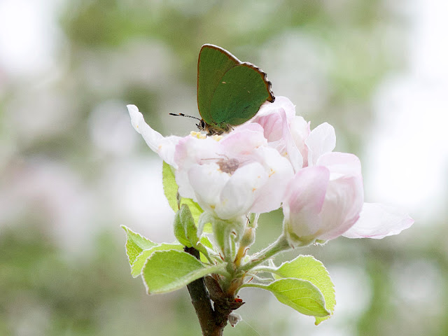 Green Hairstreak CaLLophrys rubi, Indre et Loire, France.