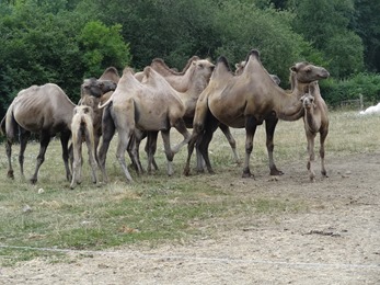 2018.07.19-036 chameaux de Bractiane
