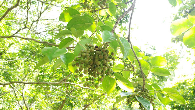 鯉魚潭水庫 - 茄冬樹