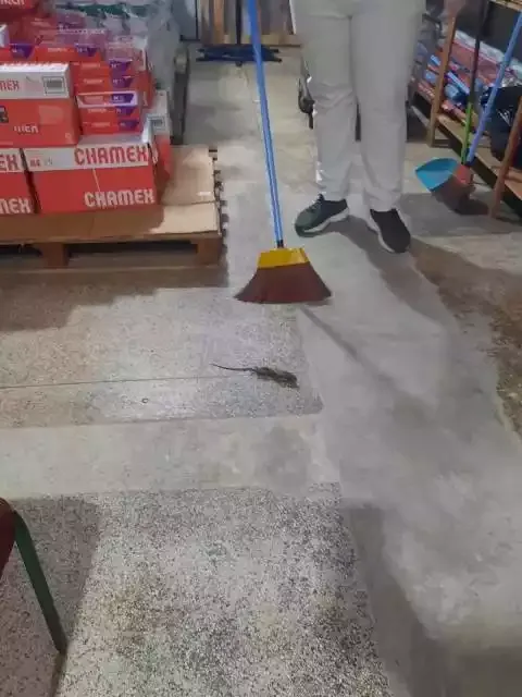 Nova equipe de governo de Sete Barras encontra ratos na despensa de alimentos para merenda