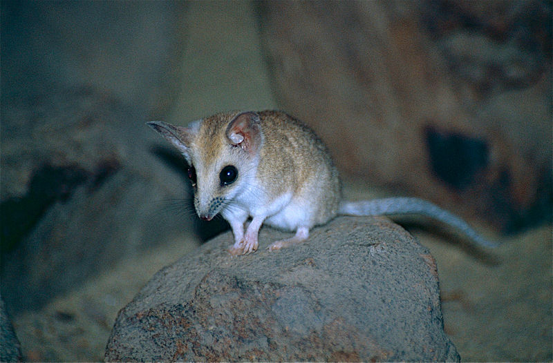 Australian Bushfires Have Eliminated Entire Species, Including 25,000 Koalas