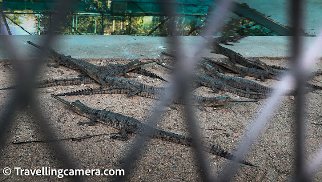 The center has various cages that house gharials of similar age groups. One cage contains baby Gharials who have almost just hatched, a couple has juveniles, and one has almost full-grown individuals that seem ready to be released into the wild. The center also breeds crocodiles and we also saw some tortoises, not sure if they too are bred in captivity.