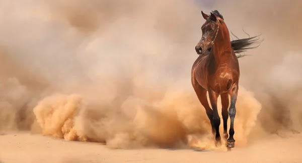 El caballo árabe es valorado por su belleza, resistencia y versatilidad.