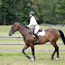 Equestrian: Seni dan Olahraga Berkuda