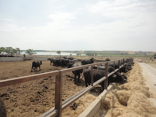 Azienda Agricola F.lli Carrino - Lucera (FG)