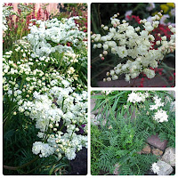 Лабазник обыкновенный махровая форма (Filipendula vulgaris f.pleno)