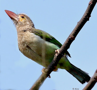 Brown-headed Barbet - resident