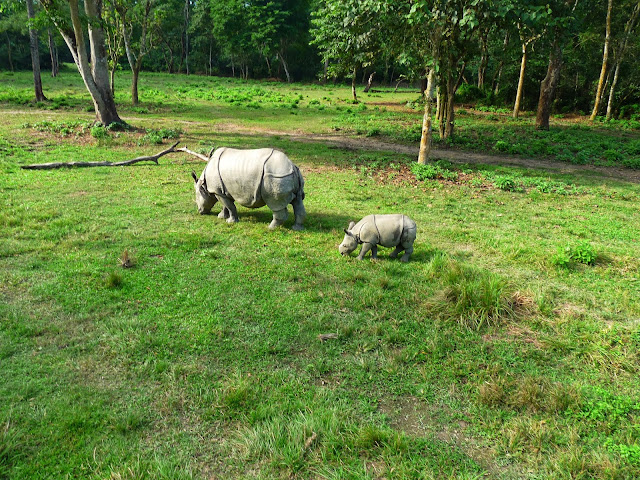 Rhino seen during Chitwan safari
