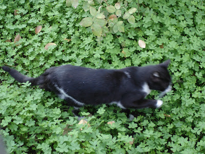 Tux in clover