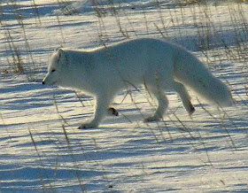 canidae zorro polar Alopex lagopus