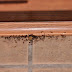 'Smrt' za mrave u kući: Ovaj proizvod će ih istjerati iz vašeg doma zauvijek!
