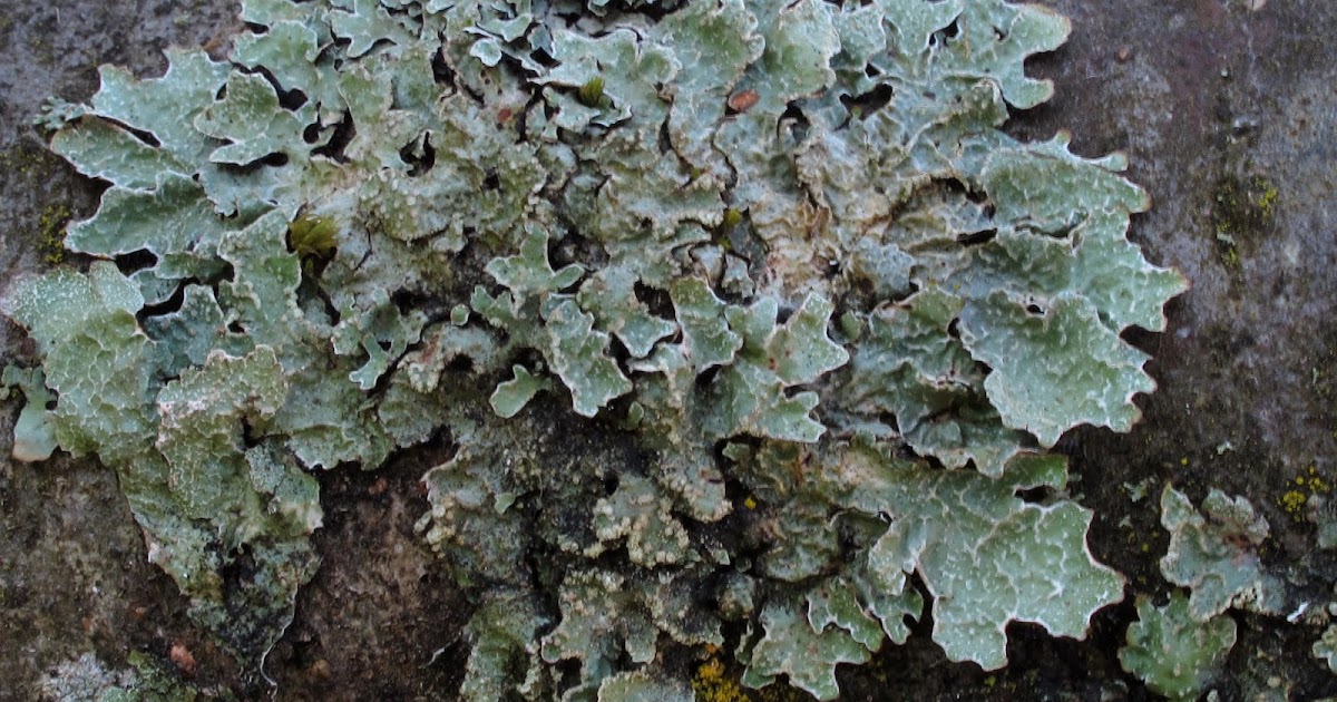 Pintar Ilmu Pengetahuan Alam Lumut  Kerak Lichens 