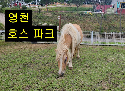 영천 호스파크, 빅점프 스토리 키즈까페 방문기