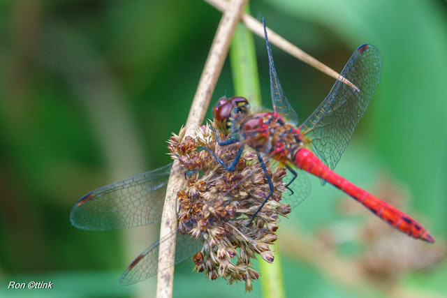 Bloedrode heidelibel