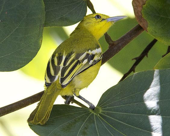 Gambar burung cipoh