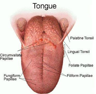 tongue 